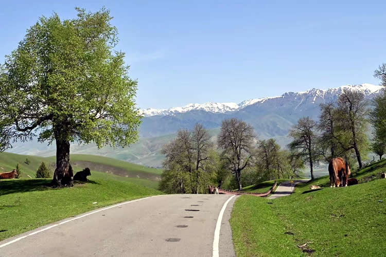 加拿大籍華人要在國內(nèi)貸款買房怎么辦理加拿大護(hù)照翻譯公證認(rèn)證？