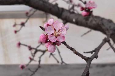 香港居民要申請(qǐng)?jiān)趦?nèi)地從事律師執(zhí)業(yè)怎么辦理經(jīng)內(nèi)地認(rèn)可的公證人公證聲明本人在香港未受刑事處罰呢？