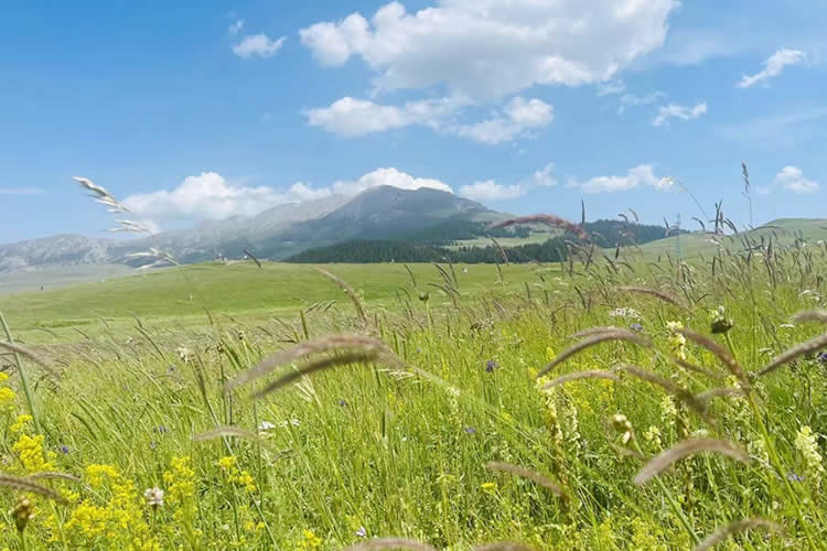 中國公民在美國離婚現要更改婚姻狀況怎么辦理美國離婚判決書海牙認證？