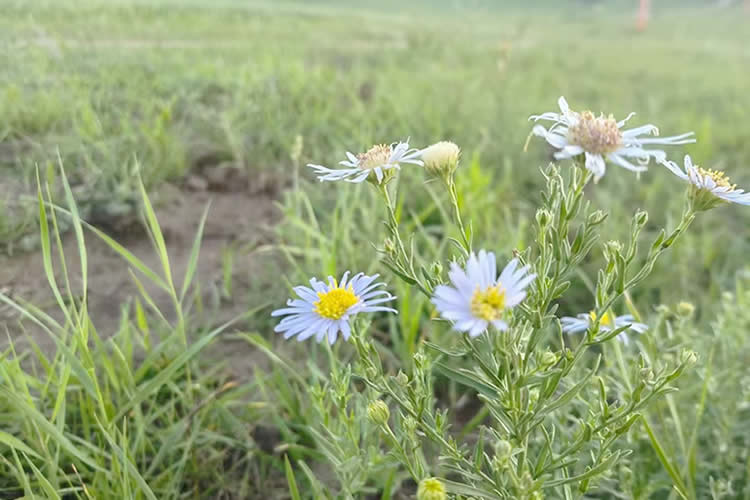 只有很久之前的出生公證書的香港人怎么辦理出生公證認(rèn)證用于在香港繼承父母遺產(chǎn)呢？ 