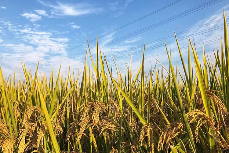 香港人要在西班牙結(jié)婚如何辦理中國出生公證附加證明書呢？