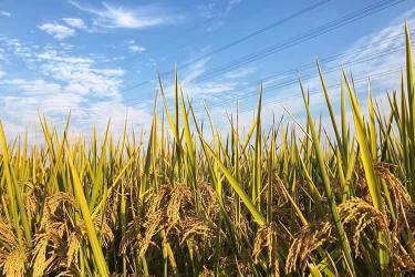 內(nèi)地出生的香港人怎么辦理中西語出生公證書及加簽附加證明書呢？