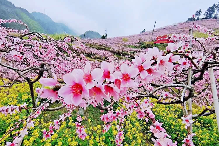 港寶要在珠海市上學(xué)怎么做香港出生紙公證和蓋章轉(zhuǎn)遞呢？