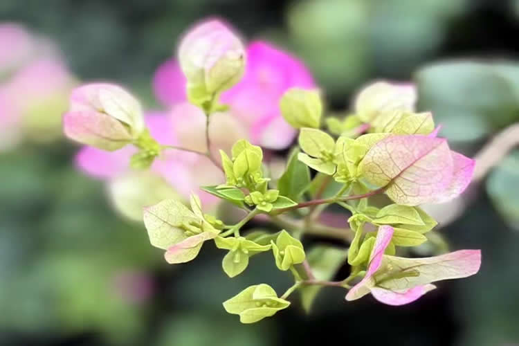 人不在香港怎么線上遠(yuǎn)程辦理個(gè)人印章樣式公證海牙認(rèn)證呢？