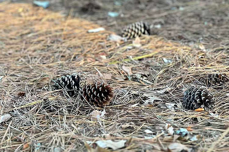 內(nèi)地出生的香港人如何辦理中德文出生公證書海牙認證用于移民德國呢？