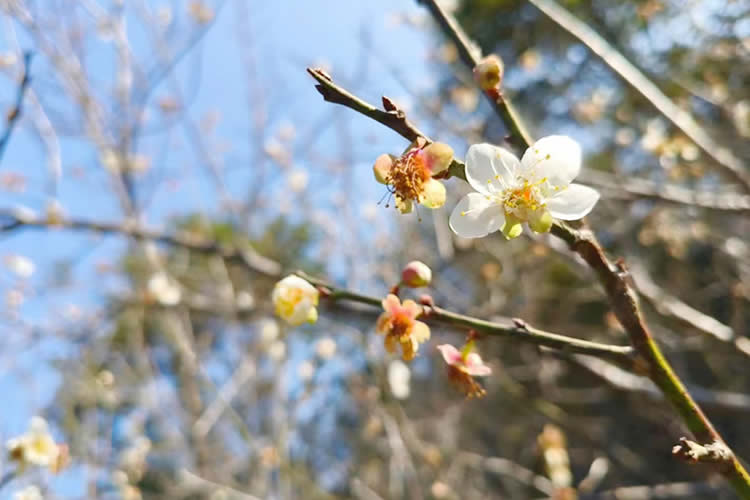 內(nèi)地居民的澳門結(jié)婚證怎么做轉(zhuǎn)遞公證用于辦理銀行貸款用呢？